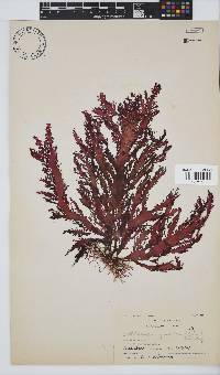 Calliblepharis fimbriata image