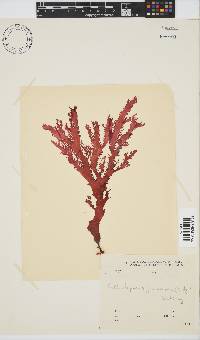 Calliblepharis fimbriata image