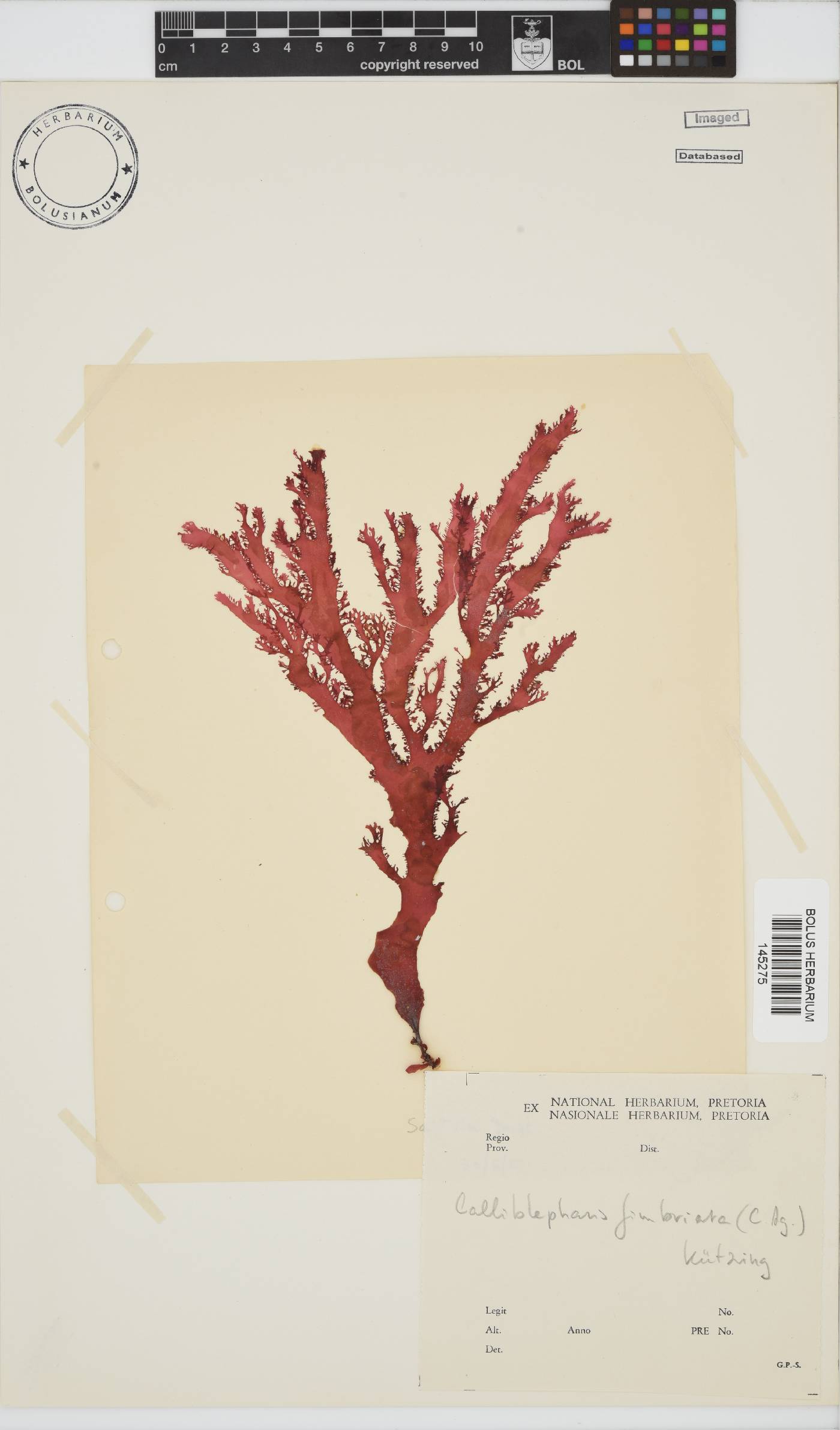Calliblepharis fimbriata image