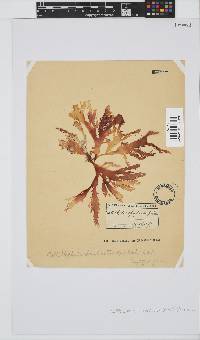 Calliblepharis fimbriata image