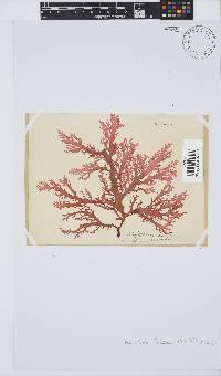 Calliblepharis fimbriata image