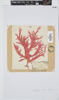 Calliblepharis fimbriata image