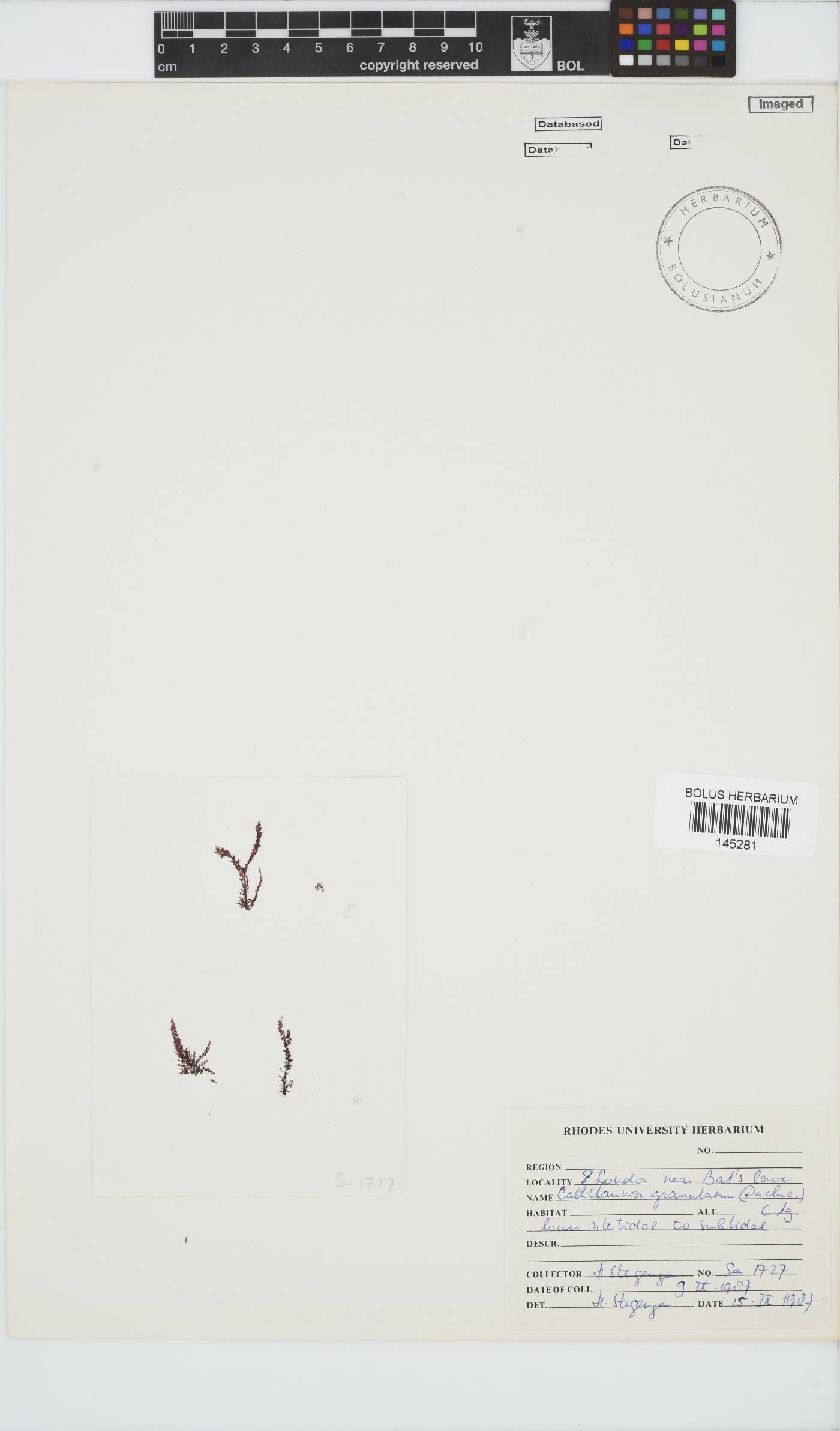 Callithamnion granulatum image