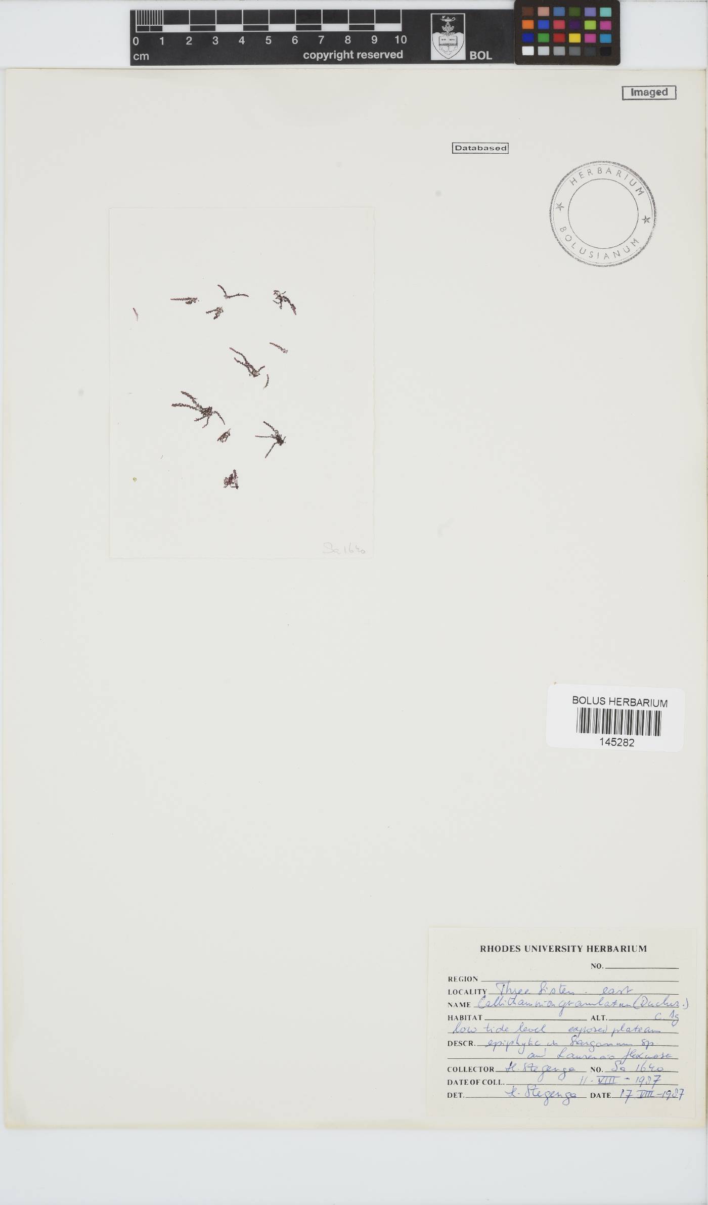 Callithamnion granulatum image