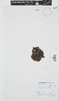 Image of Callithamnion stuposum