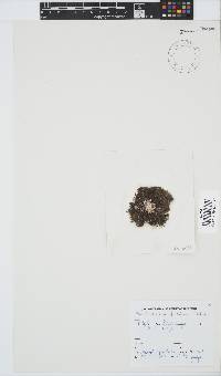 Callithamnion stuposum image