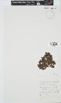 Callithamnion stuposum image