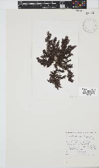Callithamnion stuposum image