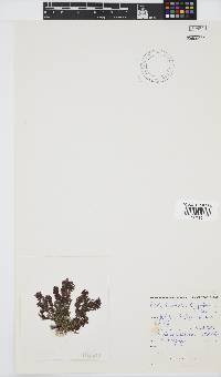 Callithamnion stuposum image