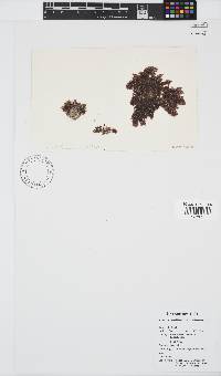 Callithamnion stuposum image
