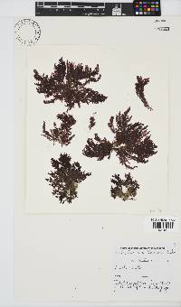 Callithamnion stuposum image