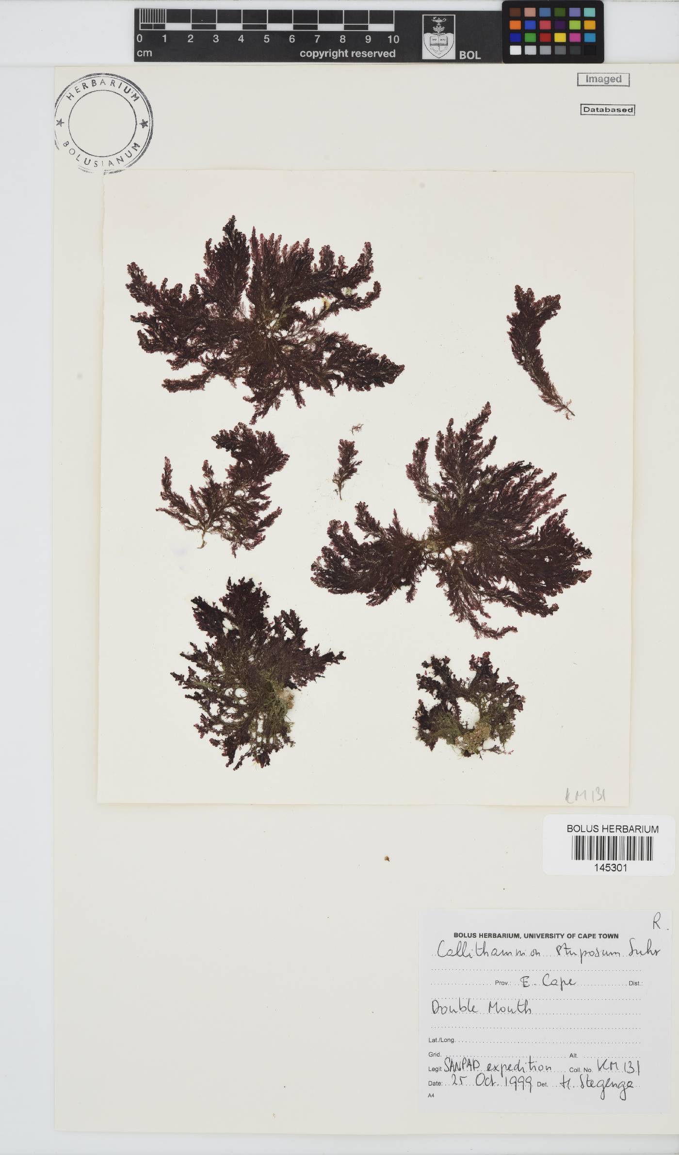 Callithamnion stuposum image