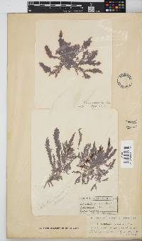 Callithamnion stuposum image