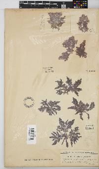 Callithamnion stuposum image