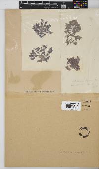 Callithamnion stuposum image