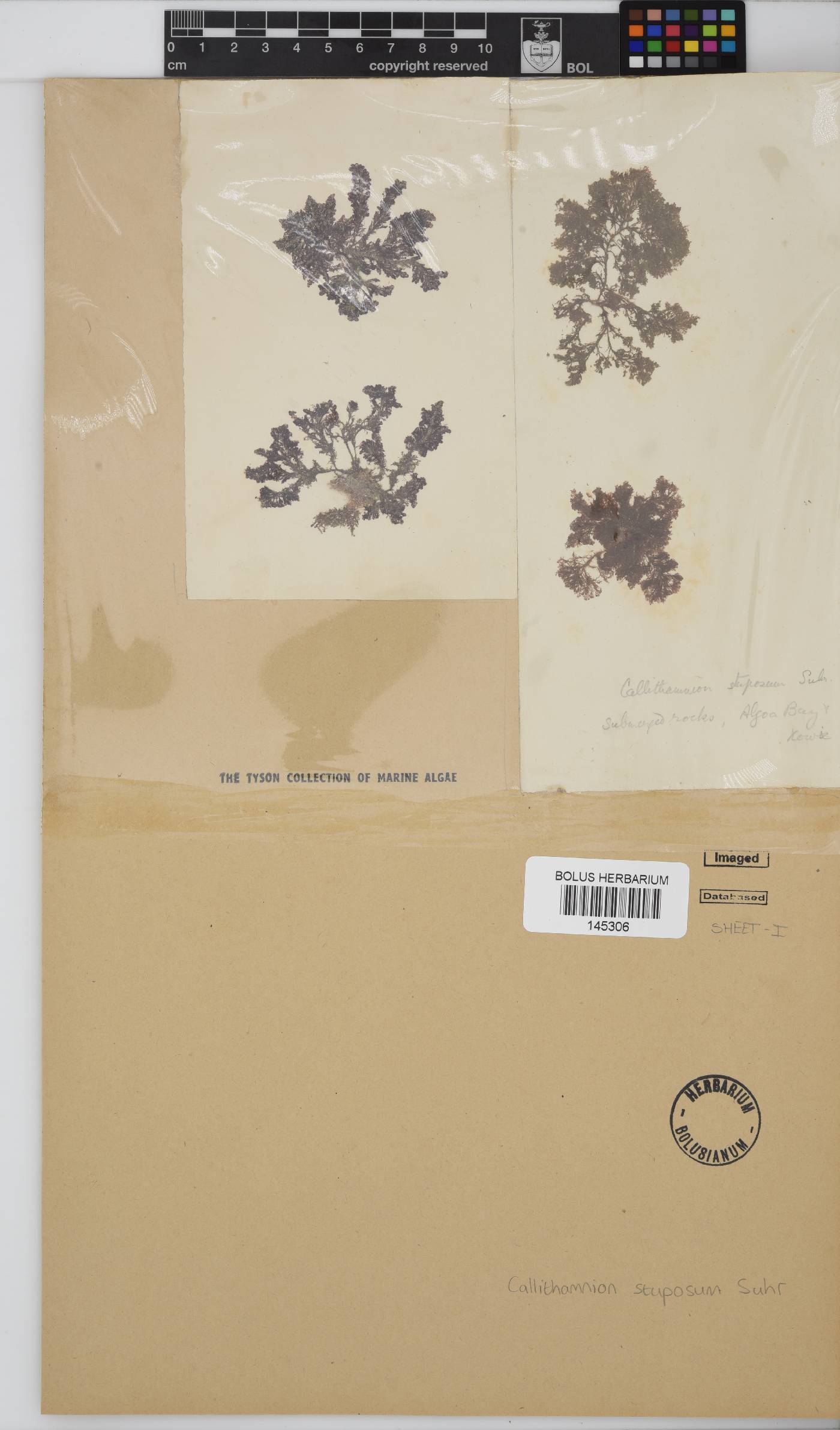 Callithamnion stuposum image
