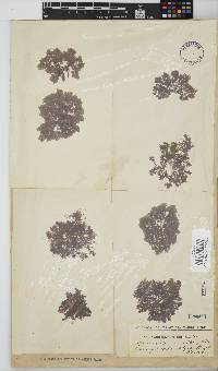 Callithamnion stuposum image