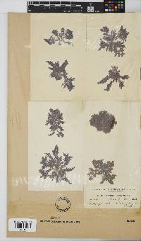 Callithamnion stuposum image