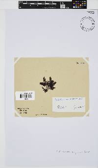 Callithamnion stuposum image