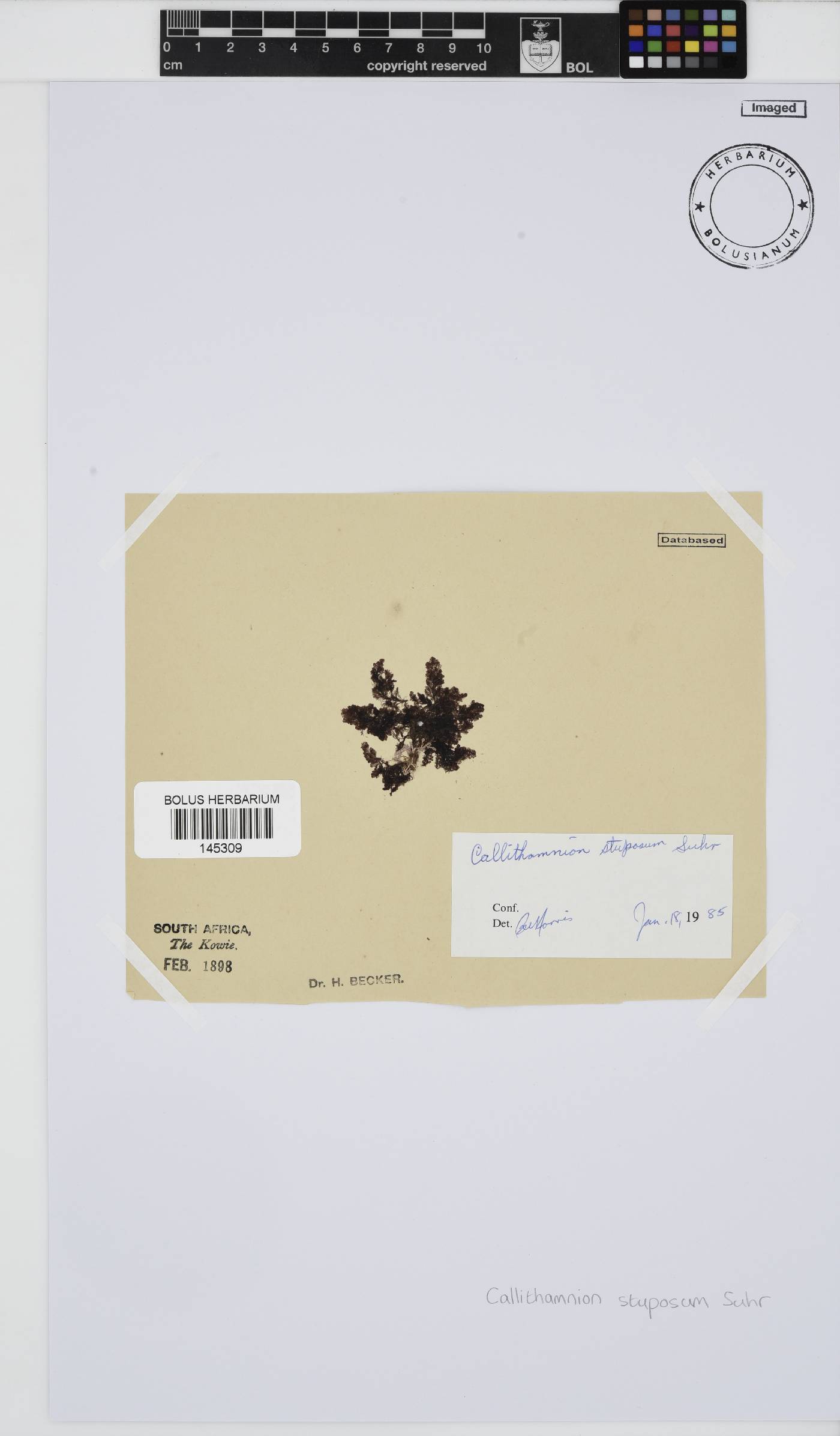Callithamnion stuposum image