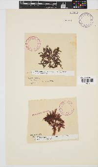 Callithamnion stuposum image