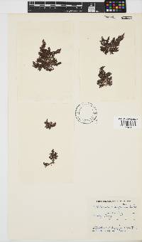 Callithamnion stuposum image