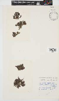 Callithamnion stuposum image