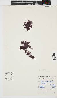 Callithamnion stuposum image
