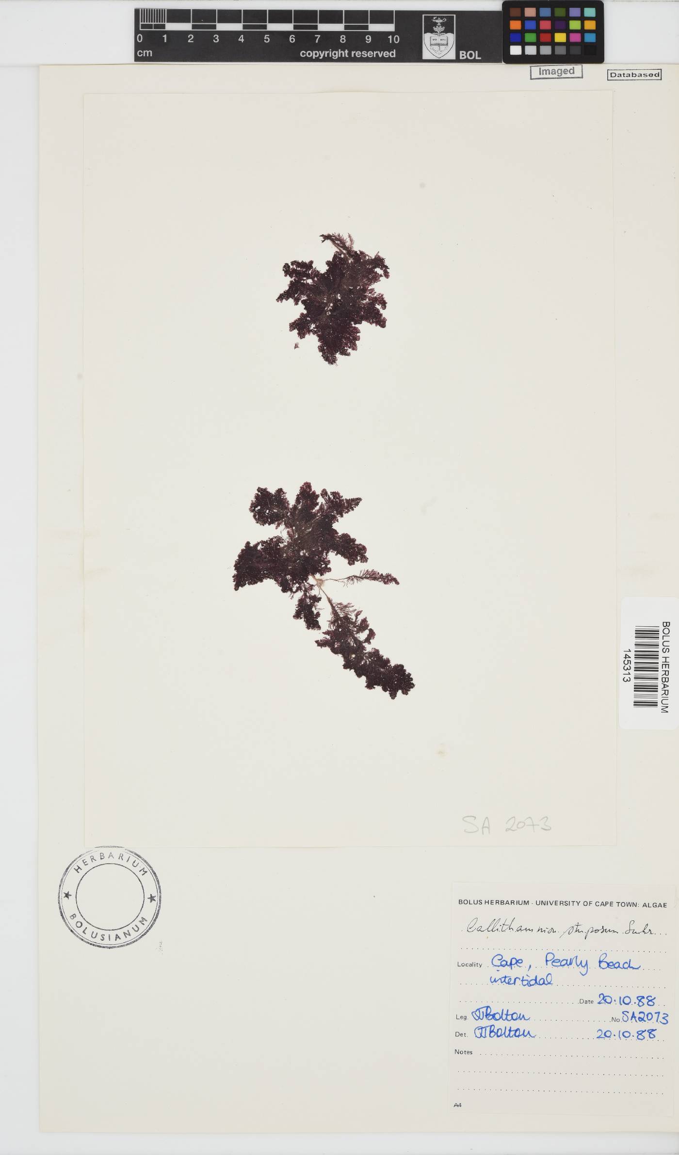 Callithamnion stuposum image