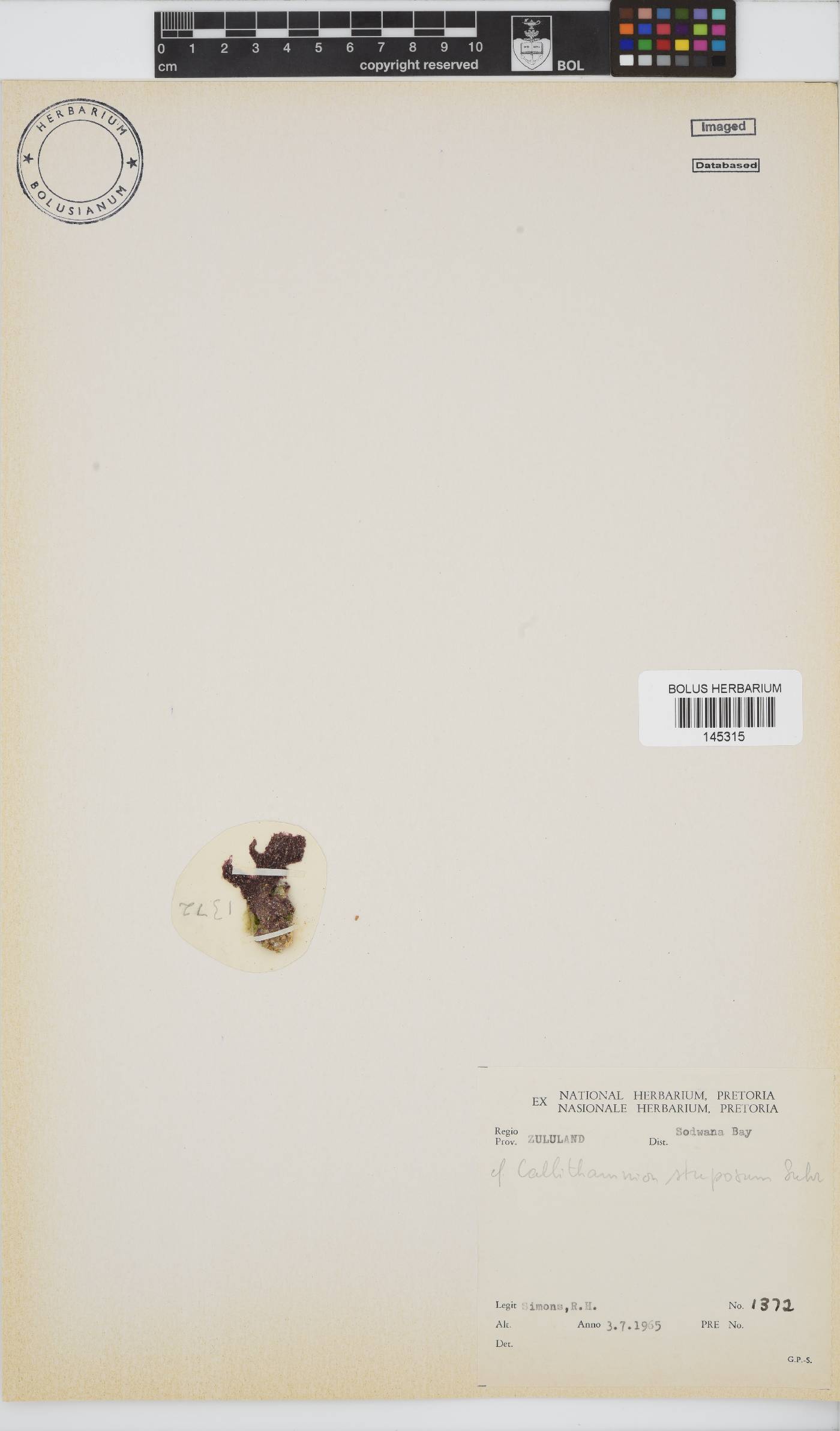 Callithamnion stuposum image