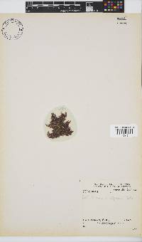 Callithamnion stuposum image