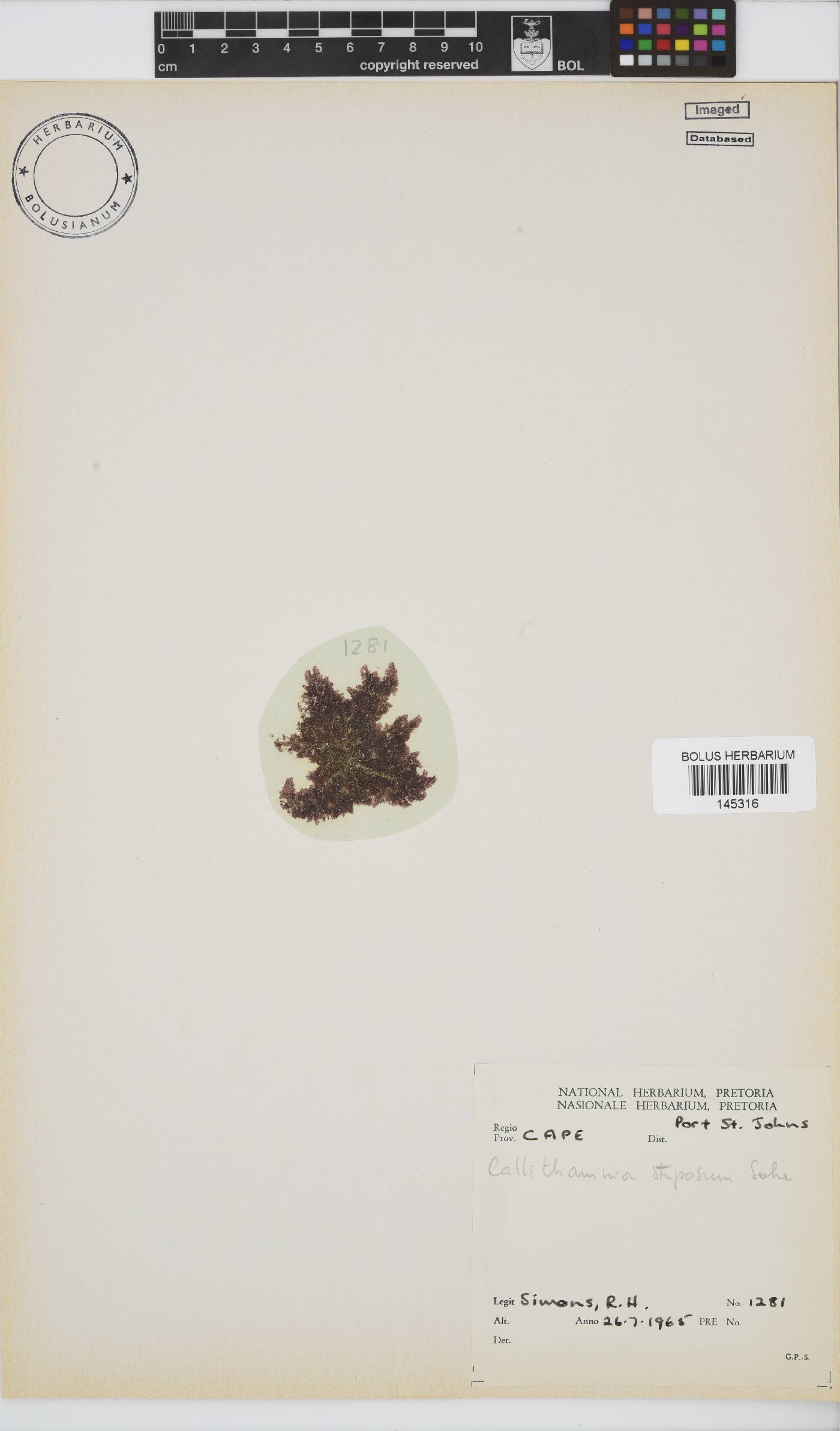 Callithamnion stuposum image