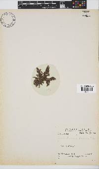 Callithamnion stuposum image