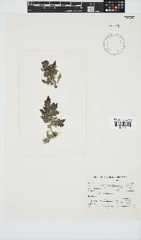 Callithamnion stuposum image