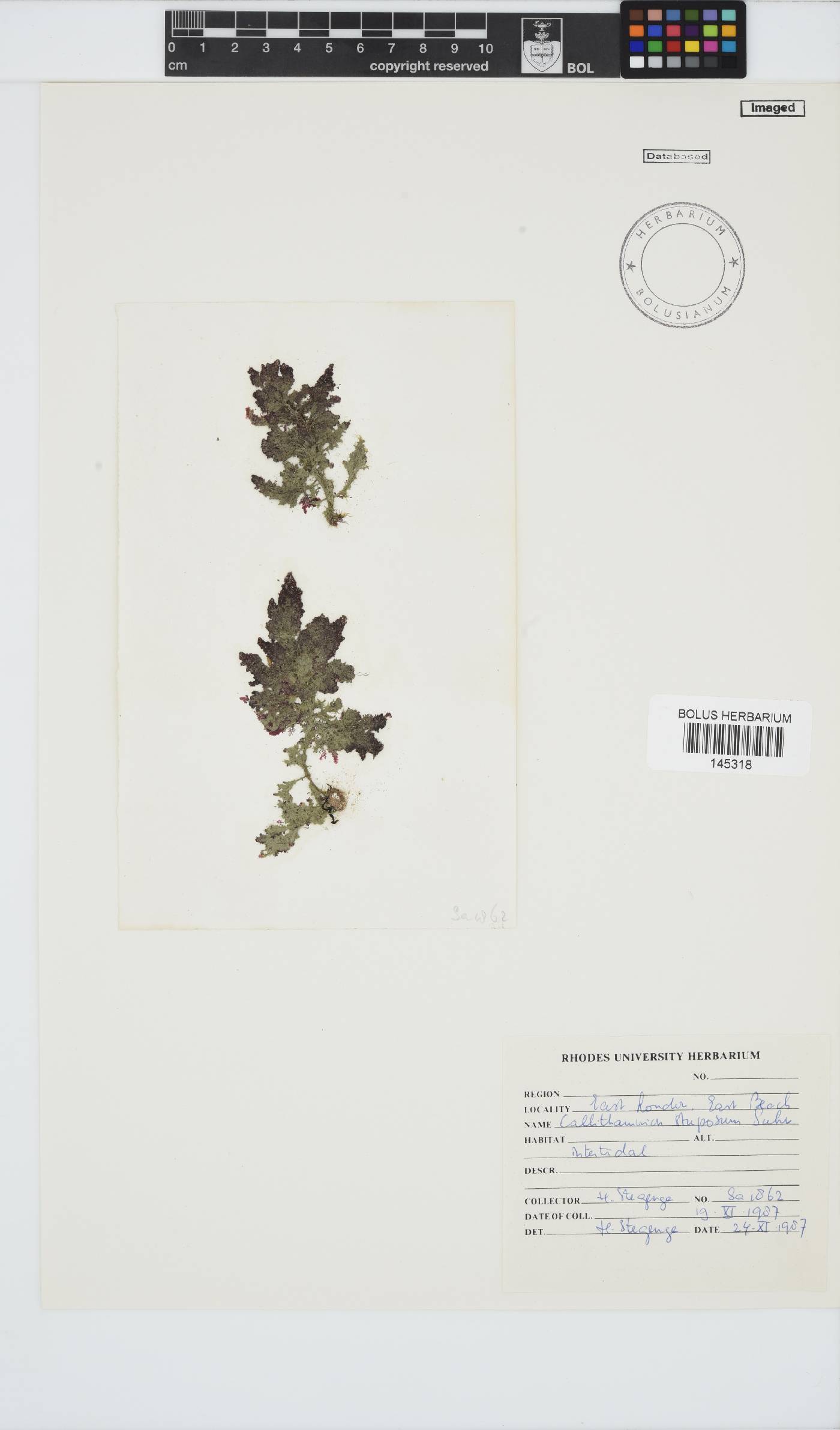 Callithamnion stuposum image