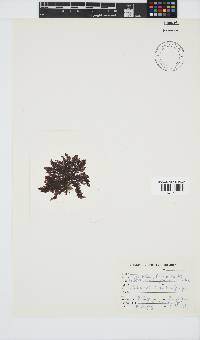 Callithamnion stuposum image