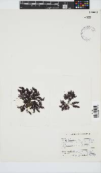 Callithamnion stuposum image