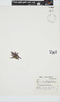 Callithamnion stuposum image