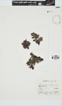 Callithamnion stuposum image