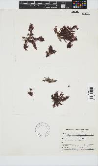 Callithamnion stuposum image
