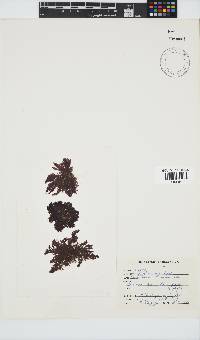 Callithamnion stuposum image