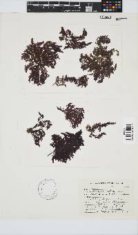 Callithamnion stuposum image