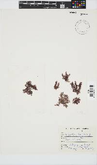 Callithamnion stuposum image