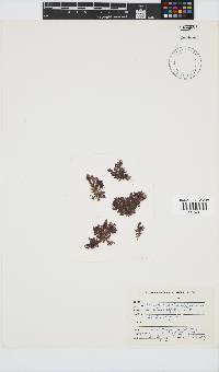Callithamnion stuposum image