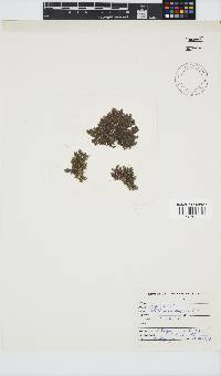 Callithamnion stuposum image