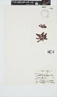 Callithamnion stuposum image