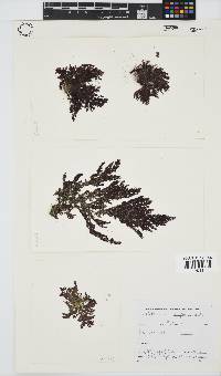 Callithamnion stuposum image
