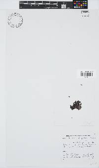 Callithamnion stuposum image