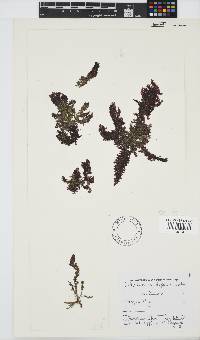 Callithamnion stuposum image