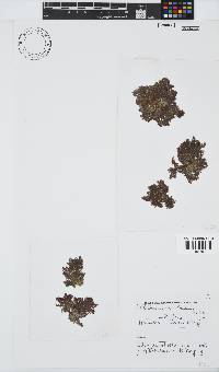 Callithamnion stuposum image